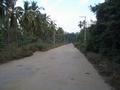 #5: Road to village, alongside the coconut fields