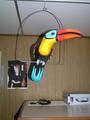 #10: A toucan, typical for Mexico's fauna