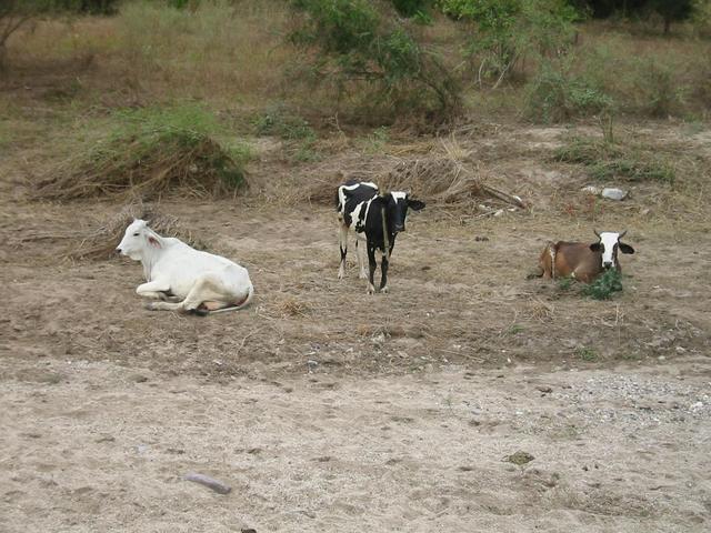 Cattle in pasture near 19N 104W