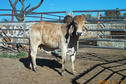 #6: The Bull from the Rancho San Martin Dairy Farm