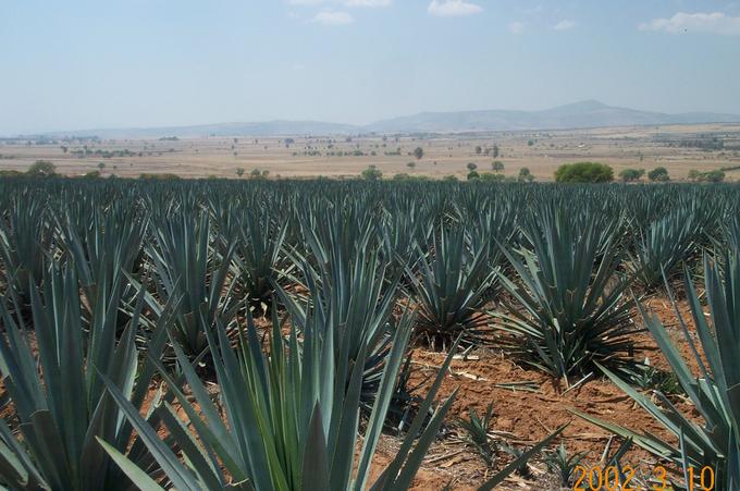 Nearby Agave Field