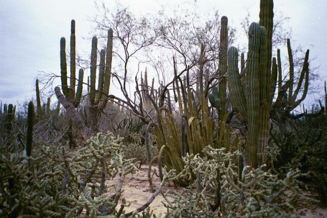 A view of cactus at the confluence point
