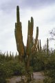 #3: A saguaro cactus at the confluence point