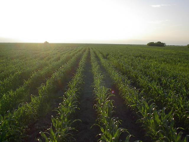 Corn field, near Ejido Pancho Villa, San Fernando