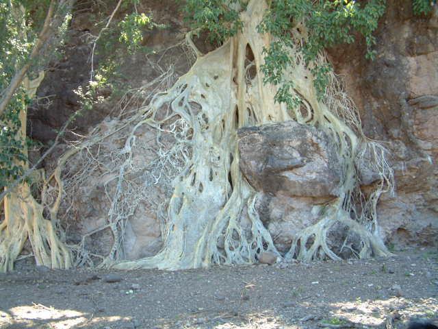 According to my Topo maps, this tree is within a few meters of the confluence.