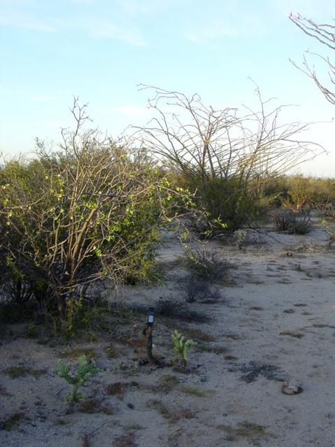 The Confluence marked by the GPS in the lower part of picture on top of a cholla stump