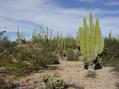 #5: A more picturesque site nearby with giant cardon cactus