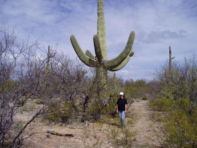 Large Saguaro Cactus On The Way To the Confluence