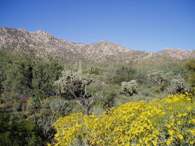  Photo Of The Beautiful Sonoran Desert
