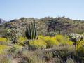 #7: Sonoran Desert in Bloom