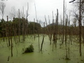 #10: Swamp with Duckweed