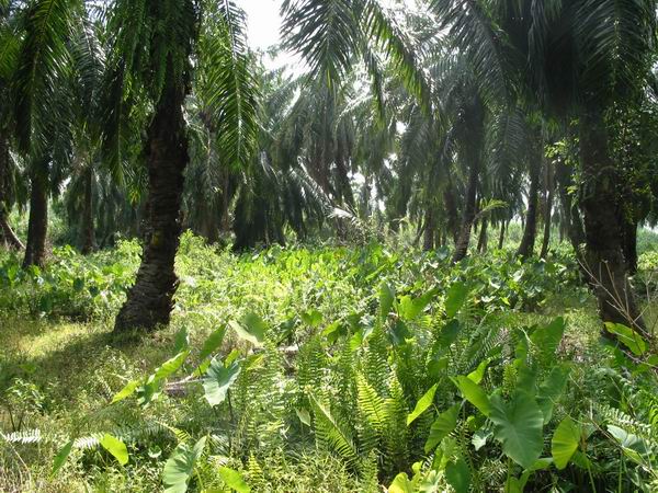 In the middle of the oil plantations