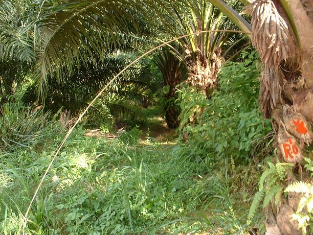 The entrance into the oil palm near the confluence point