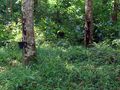 #9: rubber plantation near the confluence
