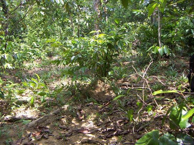 The area of the confluence. The small clearing in the low forest and bush land is about 10 m wide.