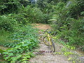 #4: Track that obviously has not been used,  4km from CP