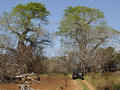 #8: Baobabs near the Confluence