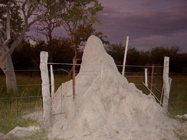 A termite mound in the vicinity