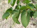 #10: Mopane leaf