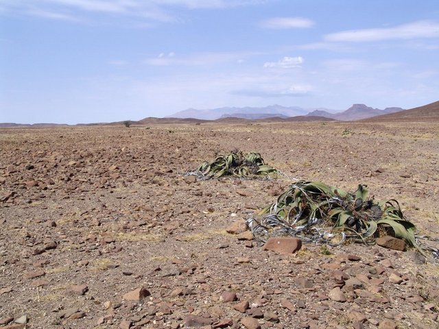 Welwitschia mirabilis with the Brandberg in the distance