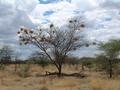 #7: Tree with lot of nests