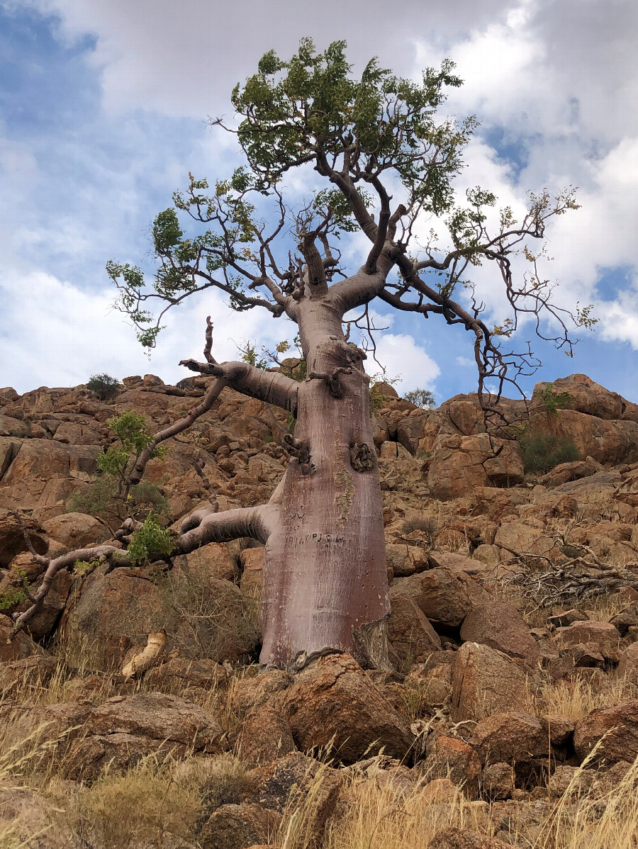 Nearby Baobab