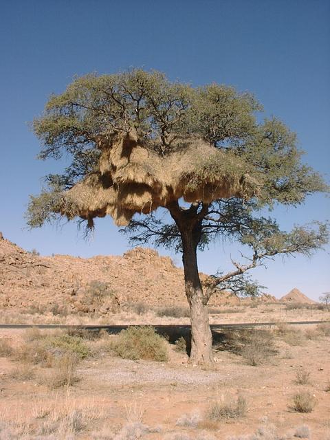 Social nest in Camelthorn tree