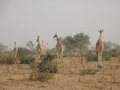 #10: Giraffes around Kouré