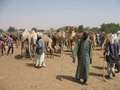 #9: Camels bartering at Balayara market