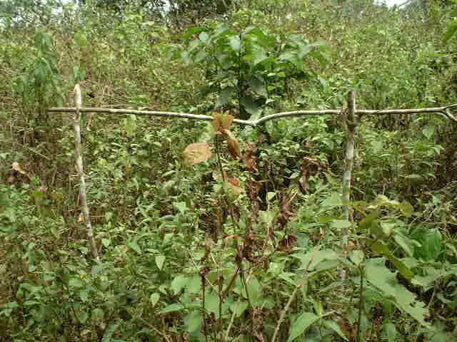 Idol fence