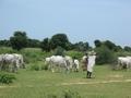#8: Fulani herdsman