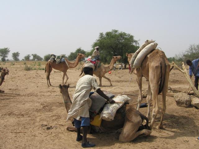 Packing camels