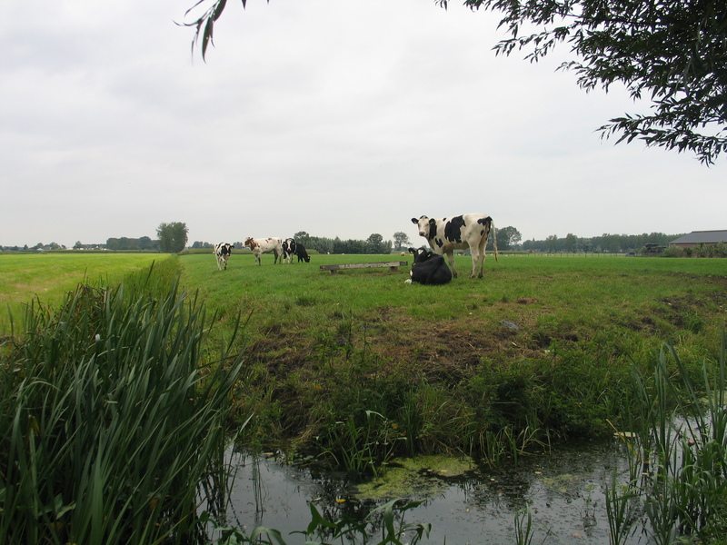 Typical Dutch landscape about 1 km from the confluence point
