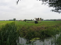 #6: Typical Dutch landscape about 1 km from the confluence point