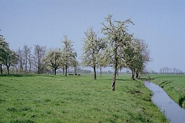 With a typical orchard