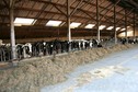 #8: Cows in the cowshed