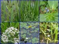 #9: Plants in the ditches around the CP