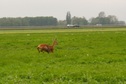 #8: Roe-deer escaping in the grass