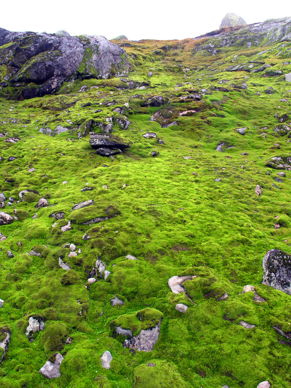 Iridiscent green moss about 80 m from the point