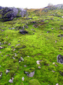 #3: Iridiscent green moss about 80 m from the point