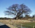 #3: Old oak tree at Haugane farm
