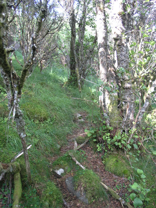 Animal path through the dense shrub-land