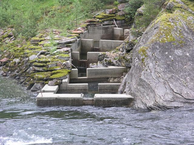 Spawning salmon can pass this dam using a fish ladder