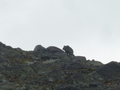 #7: Is that a mountain bear, or just a rock?