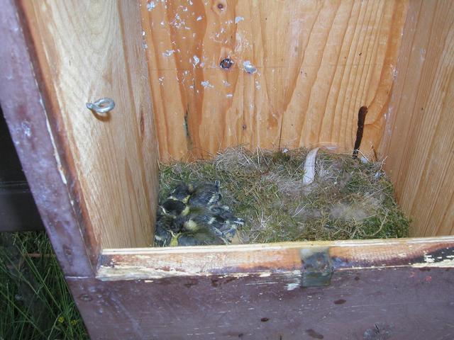Birds nesting in the toll box