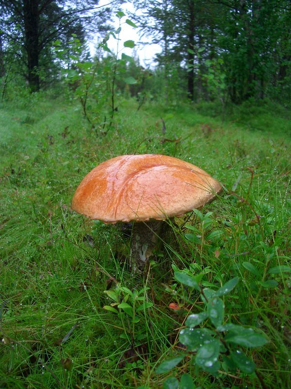 Wet mushroom