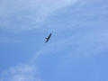 #5: Two hawks and an eagle were circling the confluence.