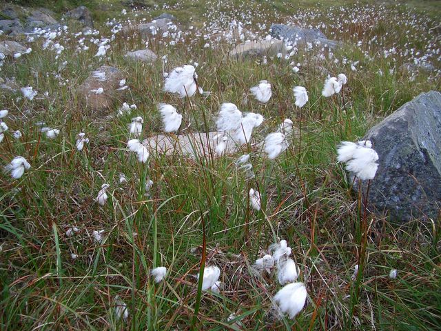 Bog cotton