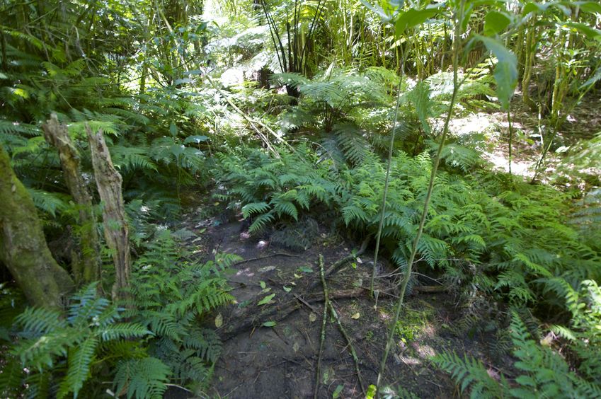 The confluence point lies at the bottom of a gully - filled with ponga ferns