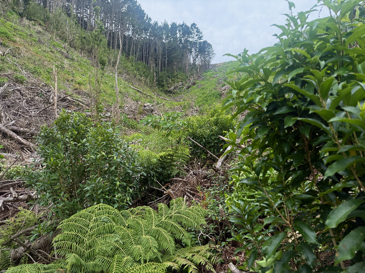 The confluence point lies in a section of cleared forest.  (This is also a view to the North.)